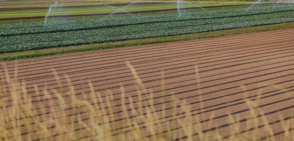 Holde Agri Invest a cumpărat o nouă fermă şi vizează achiziţia a încă trei. Suprafaţa pe care va cultiva va depăşi 13.000 de hectare