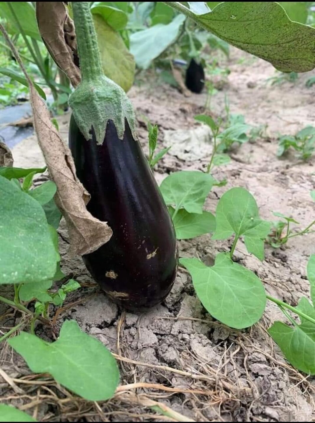 Pt sapt viitoare vom avea si #Vinete si #Varza_De_Buzau
