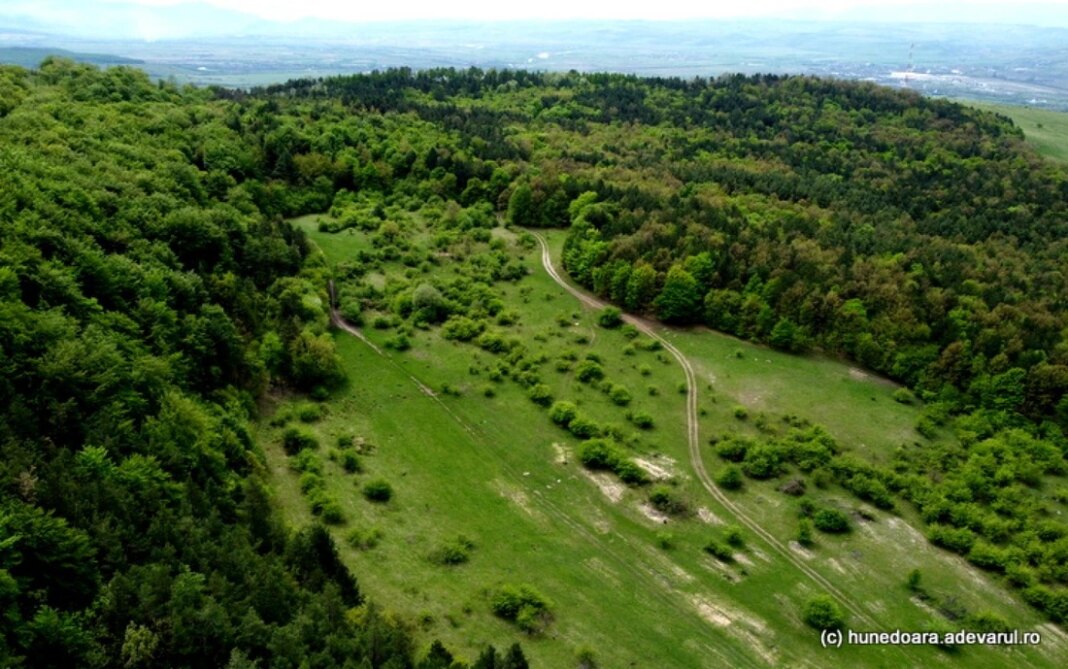 Executivul a scos din fondul forestier naţional peste 30 hectare de pădure. Cum va fi folosit terenul