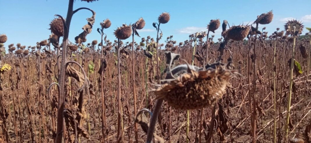 La cât a ajuns suprafaţa agricolă afectată de secetă. 34 de judeţe sunt vizate