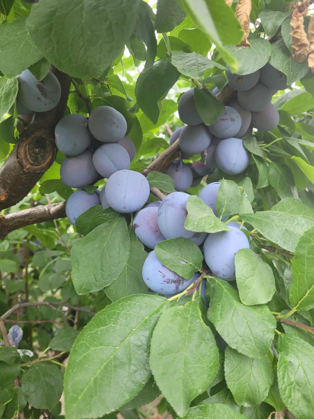 Prune mari si delicioase
 4£/kg
