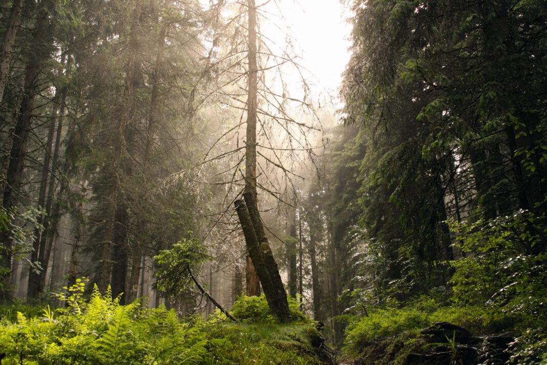 Europa își sacrifică pădurile seculare pentru energie. România nu face excepție, potrivit unui reportaj NY Times