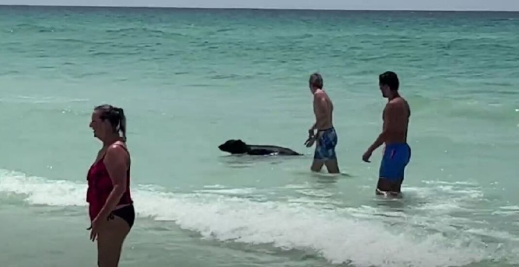 Urs filmat bălăcindu-se în apele Golfului Mexic: „Cred că și el este în vacanță