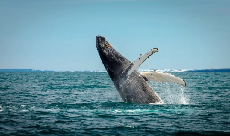 Islanda permite reluarea vânătorii de balene. Activiștii spun că „este un paș uriaș înapoi“
