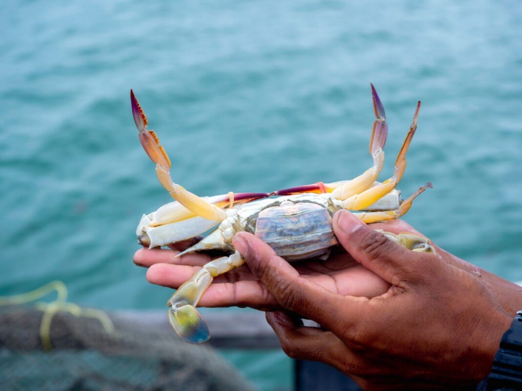 Italienii, disperați din cauza invaziei de crabi albaștri: „Sunt o problemă reală”