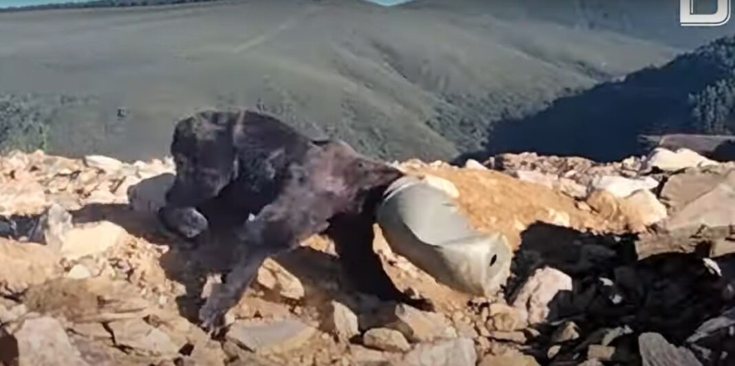 Imagini impresionate cu salvarea unui urs brun al cărui cap a rămas blocat într-un bidon VIDEO
