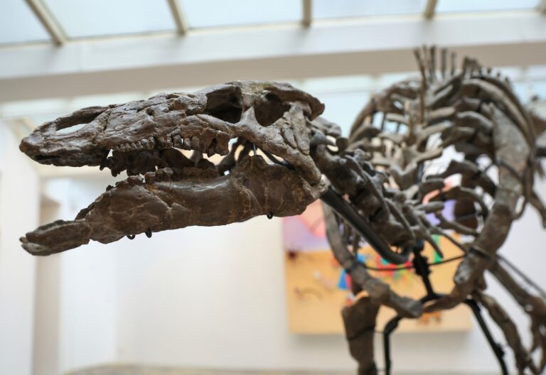 Scheletul unui dinozaur rar, scos la licitație, la Paris. Cu cât s-ar putea vinde