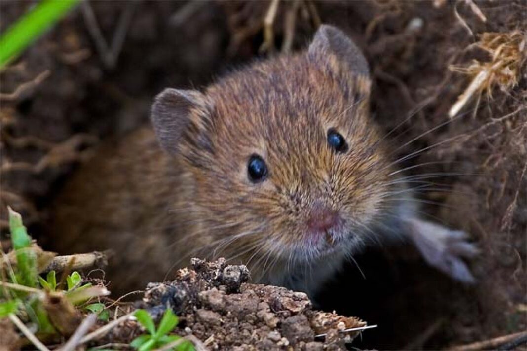 Au fost descoperite dovezi ale unui posibil analog al conștiinței de sine la șoareci