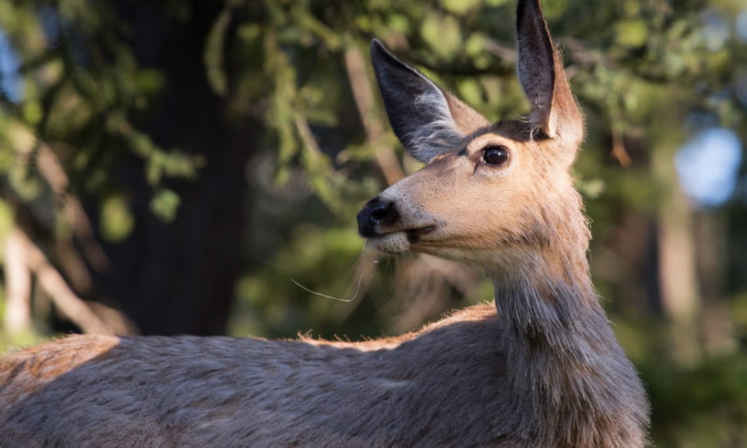 Epidemia „bolii cerbului zombi“ se răspândește în America de Nord. Cercetătorii se tem că s-ar putea transmite la oameni