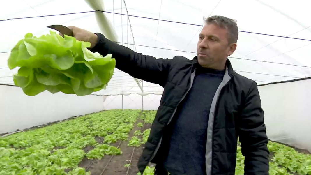 Vești bune pentru amatorii de crudități: salata produsă în România, disponibilă toată iarna. Ce preț are VIDEO