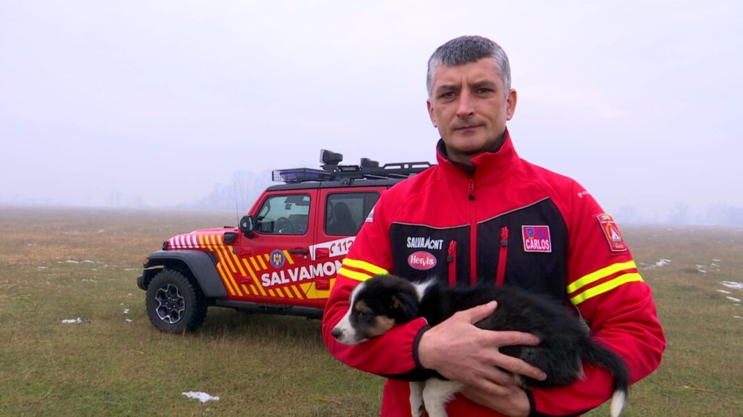 Cum arată Thor, cățelul de două luni din rasa Border Collie, care a început pregătirile să devină salvator montan FOTO