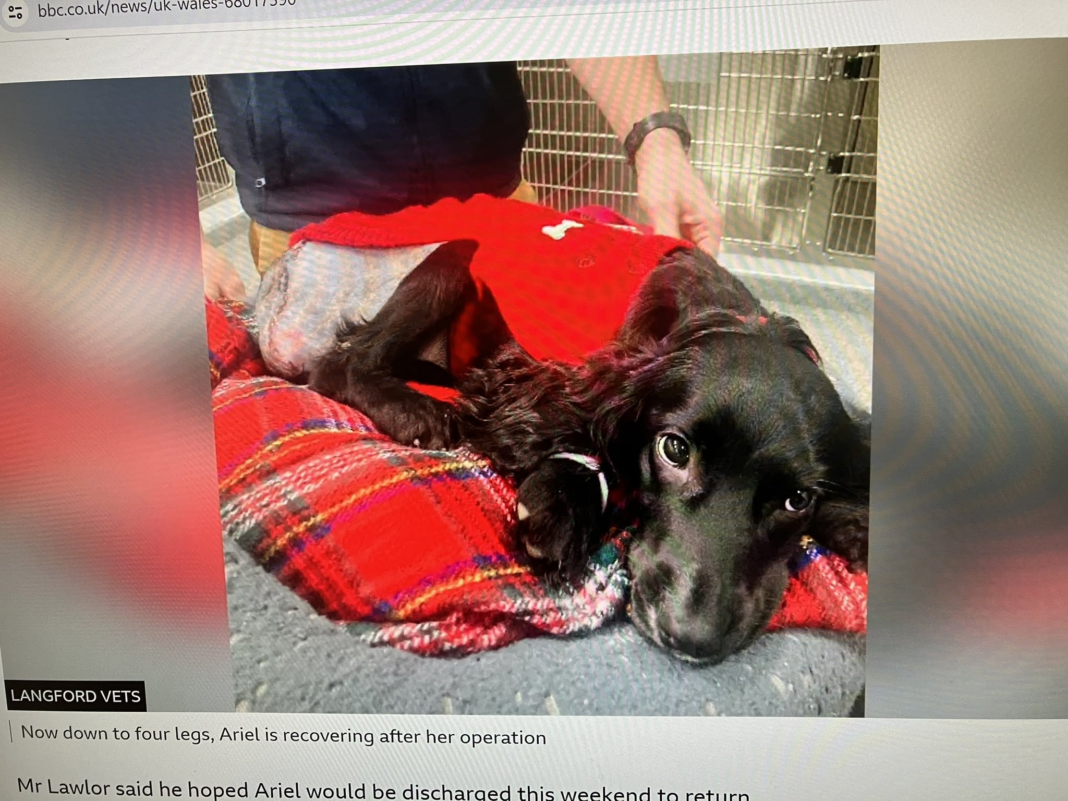 Povestea lui Ariel, câțelușa cu 6 picioare, aruncată în parcarea unui supermarket. A fost operată și acum i se caută o familie