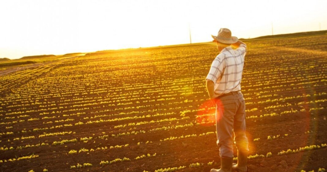 ANM: Rezerva de apă în cultura grâului de toamnă, apropiată de optim în cea mai mare parte a ţării