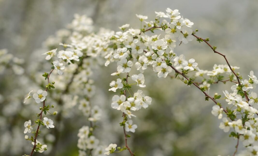Cât mai ține căldura neobișnuită. Anunțul ANM despre ce urmează, unde sunt așteptate ninsori