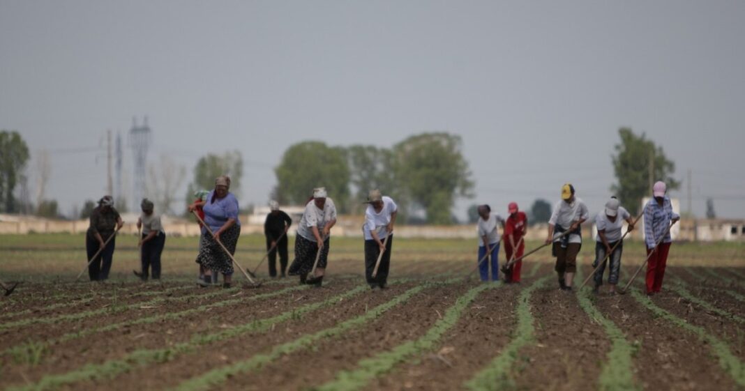 Agricultorii care au cotizat înainte de 1990 ar putea primi pensie, potrivit unui nou proiect de lege. Documentele de care au nevoie