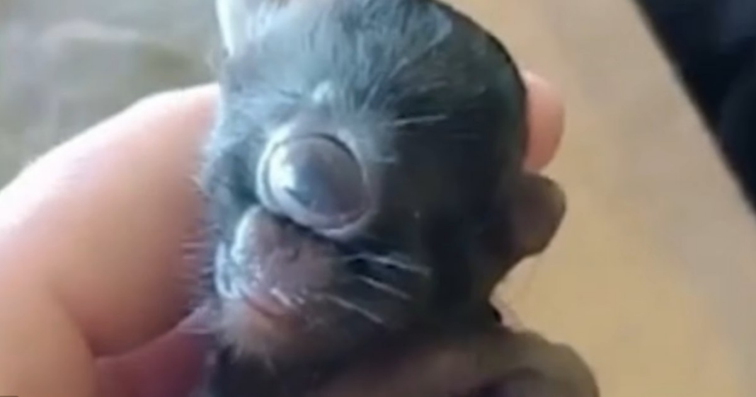 Cele mai ciudate creaturi mutante. De la „pisicuța ciclop” și cerbul zombie, la iepurele „Frankenstein”, cu tentacule