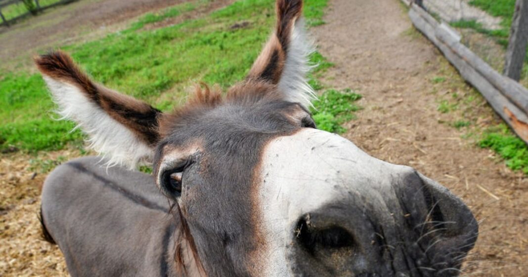 Comunitatea unde măgarii fac legea. Dau buzna în curțile oamenilor și la petreceri