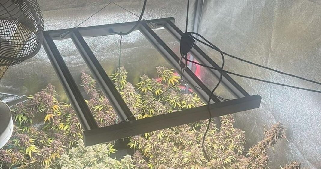 Cultură de canabis, cu plante de un metru, descoperite într-un apartament. „Cultivatorul”, reținut