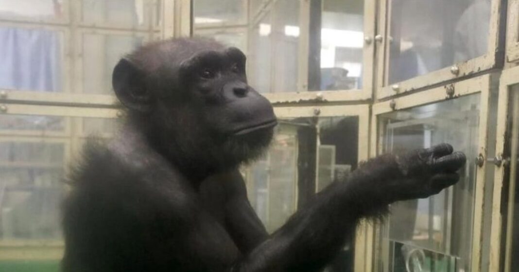 Ai, cimpanzeul „geniu”, care a uimit oamenii de știință, a murit la 49 de ani