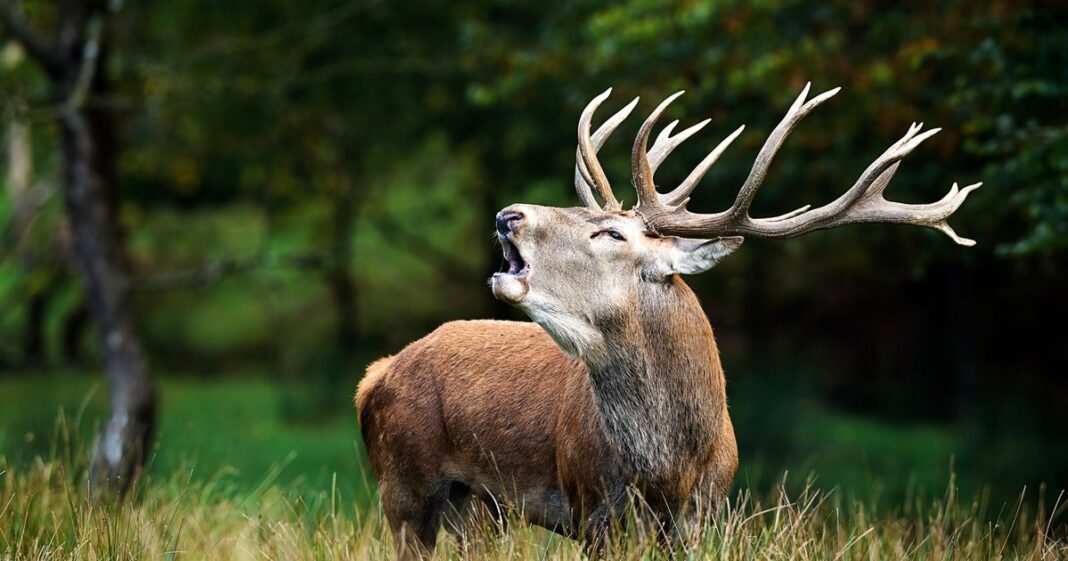 Cele mai venerate animale din pădurile Daciei. Ritualuri magice care împăcau sălbăticiunile