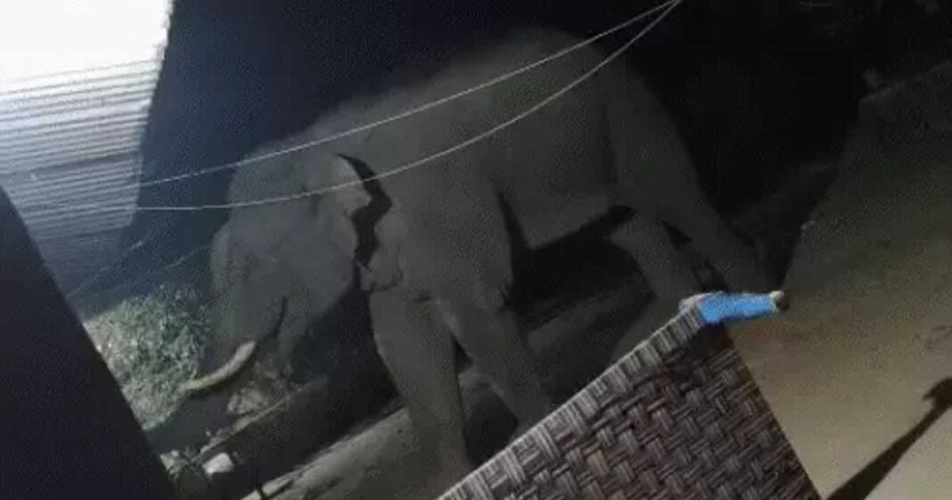 Teroare în estul Indiei. Un elefant sălbatic a ucis 20 de persoane în nouă zile. „Este o situație fără precedent”