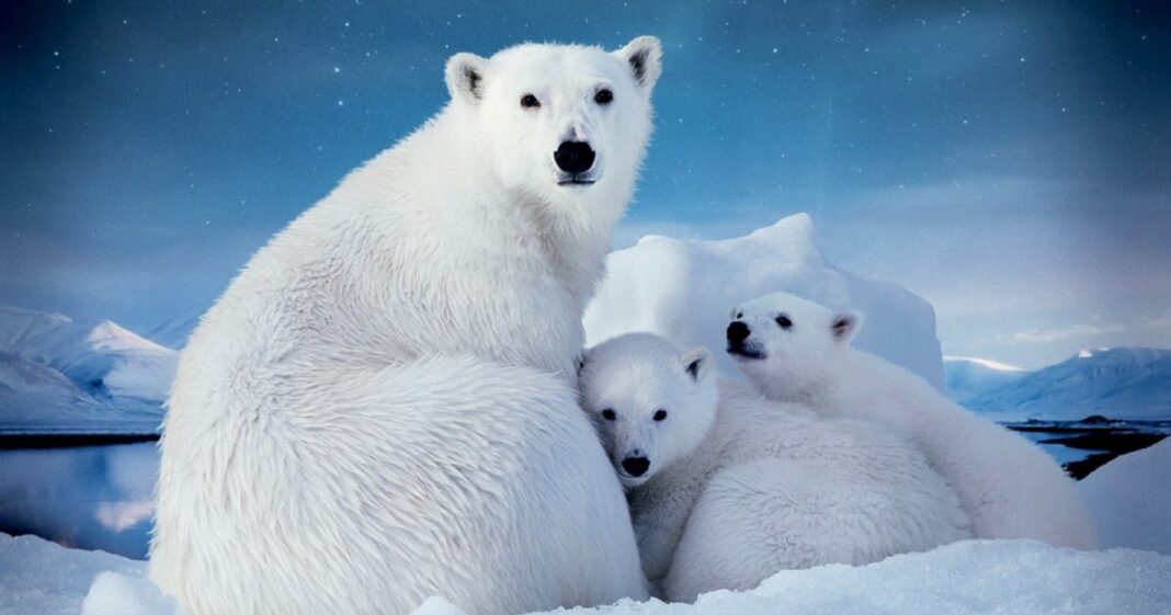 Ursii polari din Arctica devin mai grași, în ciuda scăderii gheții marine